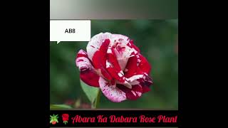 🪴🌹Abara Ka Dabara Rose Plant Available 🌹🌱🌷☘️12 Different Colours [upl. by Elyse744]