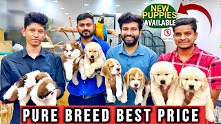 TOP QUALITY PET SHOP  NEW PUPPIES AVAILABLE  BEST PRICE IN HYDERABAD [upl. by Neersan]