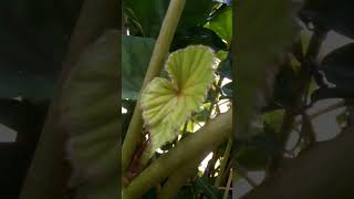 Rare Begonia try growing begonias begonia leaves trendingshorts shortsfeed shruthika akd [upl. by Severin213]