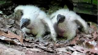 Turkey Vulture chicks defending their nest [upl. by Ennovaj623]