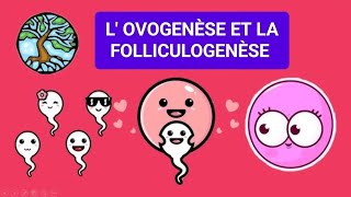 EMBRYOLOGIE👶🤰 LOVOGENÈSE ET LA FOLLICULOGENÈSE 1ÈRE MÉD🩺 PHARMA 💊 CHIRDENT🦷 [upl. by Altman]