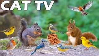 PETS TV 📺 Hang Out With Playful Squirrel And Bird 🐿🦜 Relaxing Bird Sound For Cat To Relax 4K CAT TV [upl. by Netniuq]