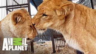 Reencuentro de una mamá leona con sus cachorros  The Dodo En busca de héroes  Animal Planet [upl. by Hgielah]