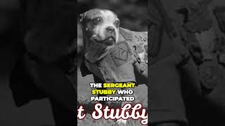 Meet Sergeant Stubby  A War Hero Dog Of World War I [upl. by Refennej35]