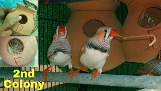 Making beautiful finches colony  Zebra finch breeding colony setup  Finches  Finch colony [upl. by Anthia647]