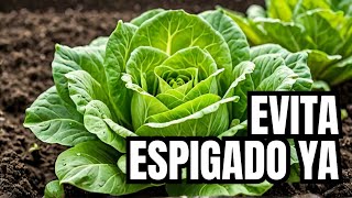 Cómo EVITAR el ESPIGADO de las LECHUGAS  SOLUCIÓN al problema del ESPIGADO [upl. by Dael]