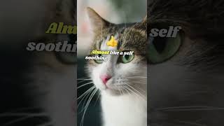 🐱 10 MindBlowing Facts About Cats You Didnt Know [upl. by Cyndi]