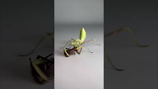 Mantis religiosa VS araña [upl. by Aihsotan752]