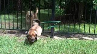 Funny Dachshund  Mini Daschund  Jailbreak Escape [upl. by Denzil11]