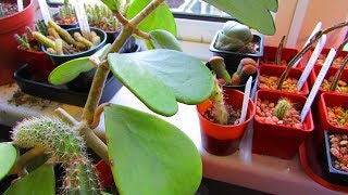 How to Care for and Grow The Sweetheart Plant  Hoya Kerrii [upl. by Alahcim]