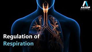 Breathing and Exchange of Gases  Regulation of Respiration  Biology  Live  ALLEN Digital [upl. by Harras]