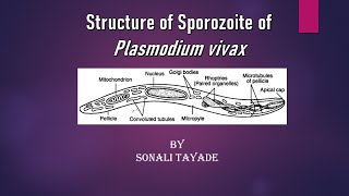 Structure of sporozoite of Plasmodium vivax by Sonali Tayade [upl. by Yxel914]