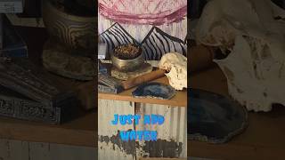 Resurrection Plant from NOLA DuskHollow plants NOLA resurrection timelapse houseplants farm [upl. by Ellac]