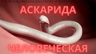 Аскарида человеческая Ascaris lumbricoides  Жизненный цикл Симптомы Диагностика Размеры [upl. by Griffiths]