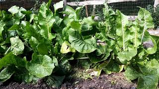 Growing Horseradish Planting To Eating [upl. by Caylor]