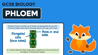 Phloem  GCSE Biology [upl. by Mullane855]