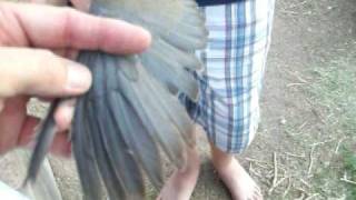 Adult Male Mourning Dove [upl. by Adnoel258]