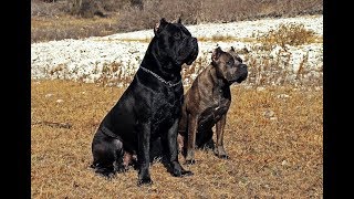 Cane Corso natural protection skills [upl. by Betsey]