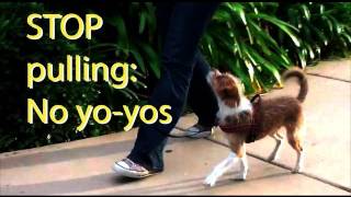 Stop pulling and quotYoyoingquot Dog Training [upl. by Ahsain334]