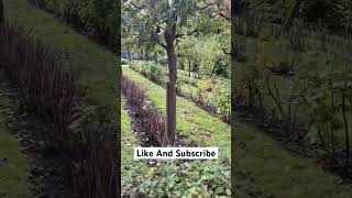 Beautiful Orchard At Zuiderzeemuseum fyp viralvideo viralvideos viralshorts viralshort tree [upl. by Nikal]