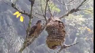 Halcón abejero Un aliado contra la avispa Velutina [upl. by Eldrida206]