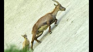 quotAlpine Ibex The Mountain Climbing Expertsquot [upl. by Marie]