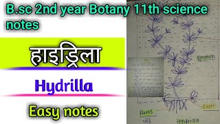 हाइड्रिला hydrilla Easy notes  botany second year major paper question 2023 [upl. by Swift545]