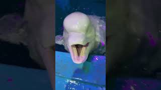 It’s time to eat Beluga whale eats fish Beluga whale eating ice Little fish in Hutan [upl. by Palumbo196]