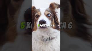 Köpeklerin Bayıldığı 7 Eğlenceli Oyun [upl. by Esilahs]