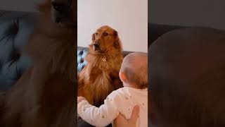 Adorable Golden Retriever Pretends Not To Notice New Baby [upl. by Aerdnek358]