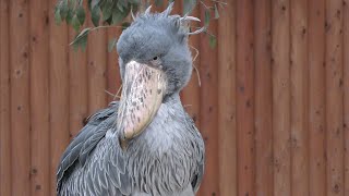 ハシビロコウ ふたばちゃん 動かない鳥です 【掛川花鳥園】Shoebill Futabachan Kakegawa Garden [upl. by Eirehc796]