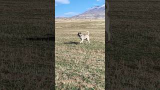 11 AYLIK ASLAN kopek doğa kangaldog köpek kangal animals kopekler köy doggerel music [upl. by Airamat]