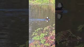 Beautiful Duck Hooded Merganser on Way to Prescott Beach Oregon We Are Monk Love Monk ❤️ [upl. by Ellennaj]