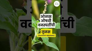 तुळस  Ocimum sanctum  औषधी वनस्पती  Medicinal plants [upl. by Yrrehc]