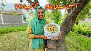 Almond Harvesting  Village Vlog  Vlogs New Video [upl. by Abelard]