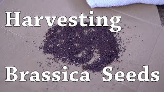 Saving Brassica Seeds Kale Broccoli Cabbage [upl. by Britta]