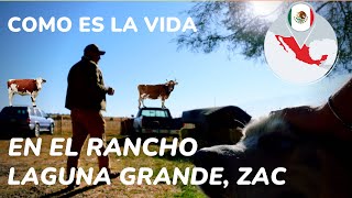 Como es la vida en un rancho de Zacatecas quotLaguna Grandequot [upl. by Trina]