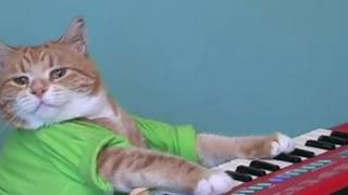 Keyboard Cat  Get Crackin [upl. by Champ]