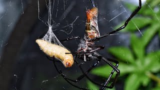 Post moult feed for my orb weaver and Ive rehoused my Macrothele gigas [upl. by Oiuqise]