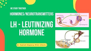 Neuroendocrine pathways  HPG Axis  2 Hormone LH [upl. by Urania]