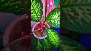 Dieffenbachia plantdieffenbachia indoorplants music bollywood [upl. by Handal]