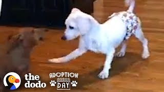 This Puppy Mill Dog Is Finally About To Get A Family  The Dodo Adoption Day [upl. by Tteltrab]