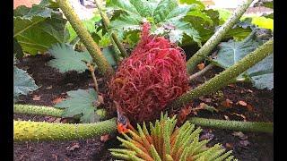 20 Gunnera x cryptica TIMELAPS First 2 years of growth in Denmark [upl. by Aisereht241]