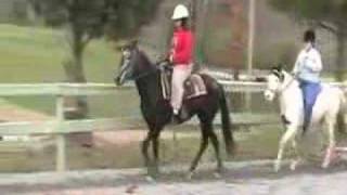 Natural racking gaits in horses [upl. by Elleinnod150]