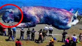 9 Most MYSTERIOUS Sea Monster Carcasses Ever Found [upl. by Netsruk326]