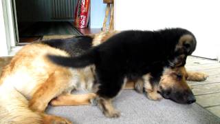 German shepherd puppy  Playing with mom [upl. by Adrahs]