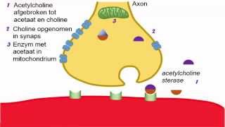 zenuwstelsel  synapsen bij spieren [upl. by Enylodnewg996]