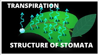 ICSE CBSE Class 10  Transpiration  L3 STRUCTURE OF STOMATA  STOMA  GUARD CELL [upl. by Ive300]