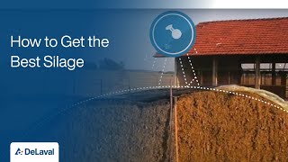 Good Practices for Silage Production  How to Get the Best Silage  DeLaval [upl. by Narahs515]