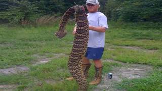 Worlds Largest Rattlesnake Found in Florida [upl. by Tocs306]